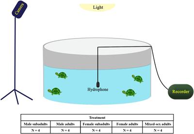 Underwater vocalizations of Trachemys scripta elegans and their differences among sex–age groups